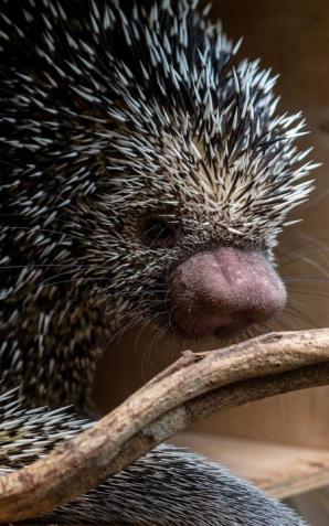 Koendu, leniwiec, gerezy - odwiedź nowych mieszkańców łódzkiego Zoo